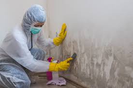 Best Industrial Mold Remediation  in USA